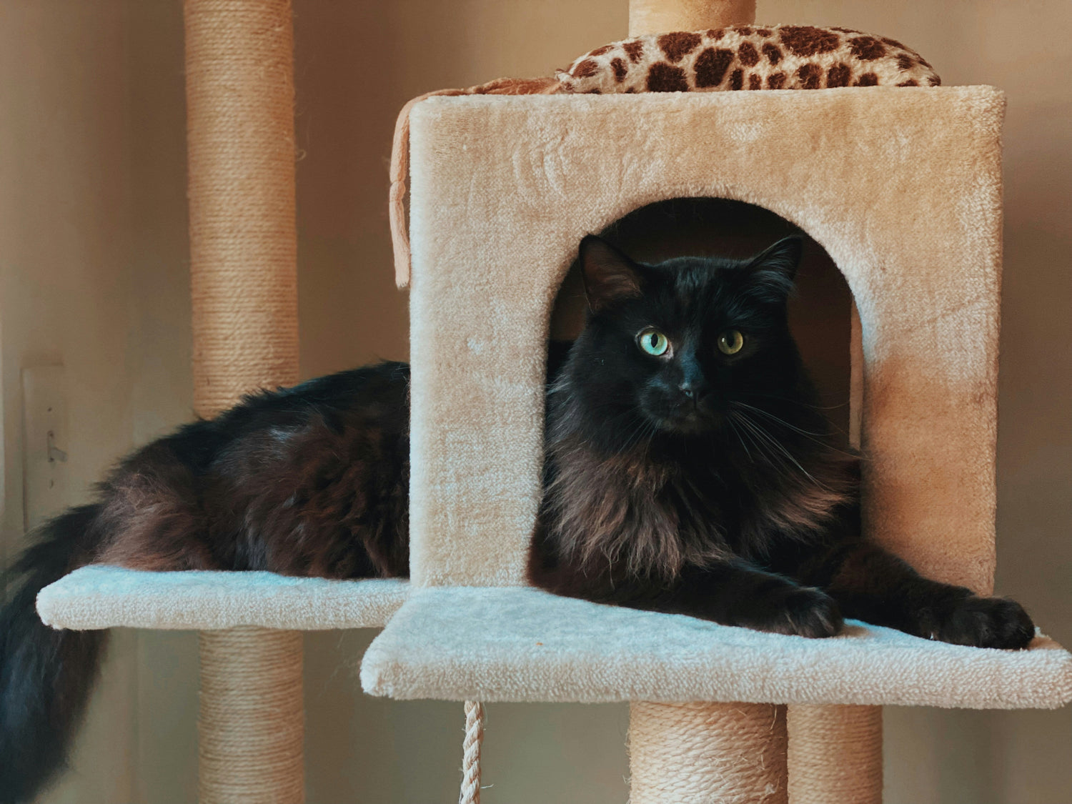Cat Furniture